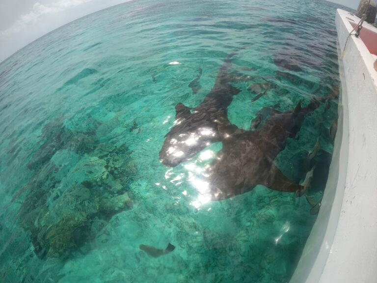 Waarom Belize dé perfecte bestemming is voor snorkelliefhebbers